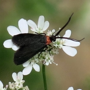 Pollanisus subdolosa at Conjola National Park - 14 Mar 2019 10:38 AM