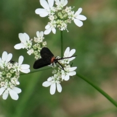 Pollanisus subdolosa at Conjola National Park - 14 Mar 2019 10:38 AM