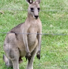 Macropus giganteus (Eastern Grey Kangaroo) at Conjola, NSW - 30 Jan 2019 by Margieras