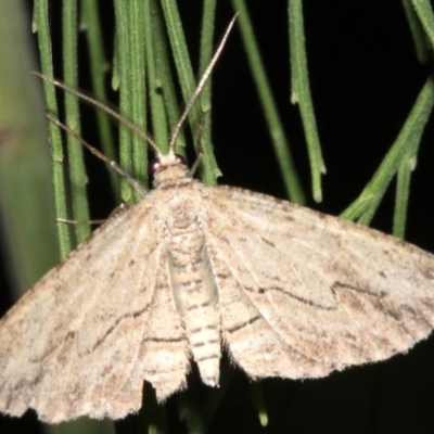 Ectropis (genus) (An engrailed moth) at Ainslie, ACT - 24 Mar 2019 by jbromilow50