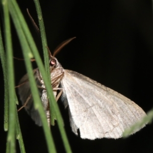 Ectropis (genus) at Ainslie, ACT - 24 Mar 2019