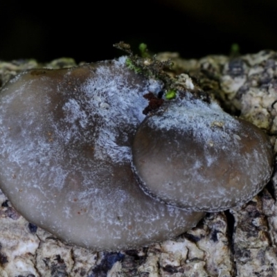 Unidentified Other cap, gills below, no stem at Box Cutting Rainforest Walk - 25 Mar 2019 by Teresa