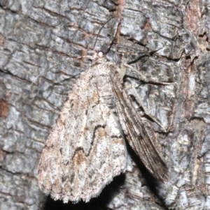 Ectropis (genus) at Ainslie, ACT - 24 Mar 2019