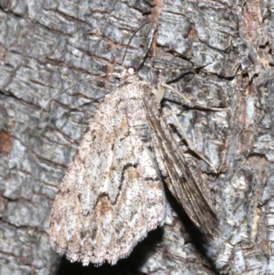 Ectropis (genus) (An engrailed moth) at Ainslie, ACT - 24 Mar 2019 by jb2602