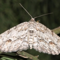 Ectropis (genus) (An engrailed moth) at Ainslie, ACT - 24 Mar 2019 by jbromilow50