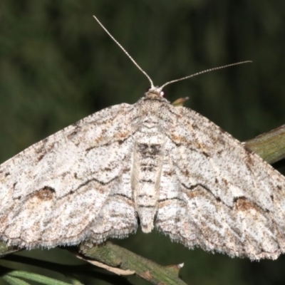 Ectropis (genus) (An engrailed moth) at Ainslie, ACT - 24 Mar 2019 by jb2602