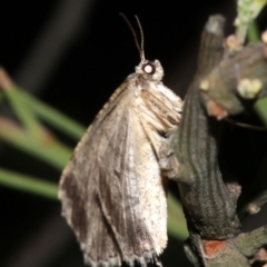 Ectropis (genus) at Ainslie, ACT - 24 Mar 2019