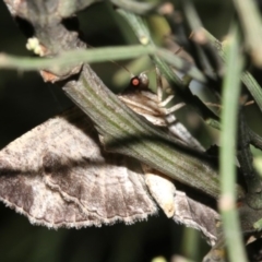 Ectropis (genus) at Ainslie, ACT - 24 Mar 2019