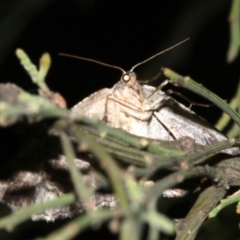 Ectropis (genus) at Ainslie, ACT - 24 Mar 2019