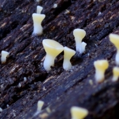 Unidentified Uncategorised Fungi at Box Cutting Rainforest Walk - 26 Mar 2019 by Teresa