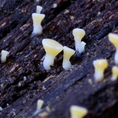 zz – ascomycetes - apothecial (Cup fungus) at Box Cutting Rainforest Walk - 26 Mar 2019 by Teresa