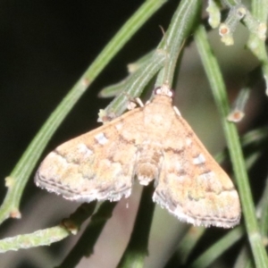 Nacoleia rhoeoalis at Ainslie, ACT - 24 Mar 2019