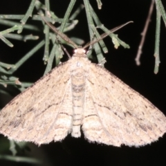 Ectropis (genus) (An engrailed moth) at Ainslie, ACT - 24 Mar 2019 by jbromilow50