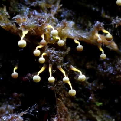 Physarum viride at Kianga, NSW - 25 Mar 2019 by Teresa