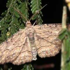 Ectropis excursaria (Common Bark Moth) at Ainslie, ACT - 25 Mar 2019 by jbromilow50