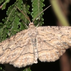 Ectropis excursaria at Ainslie, ACT - 25 Mar 2019 10:17 PM