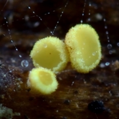 zz – ascomycetes - apothecial (Cup fungus) at Box Cutting Rainforest Walk - 25 Mar 2019 by Teresa