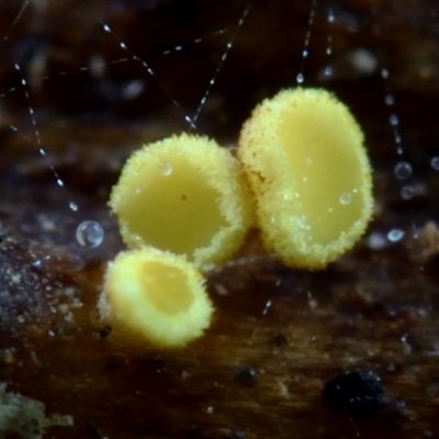 zz – ascomycetes - apothecial (Cup fungus) at Box Cutting Rainforest Walk - 25 Mar 2019 by Teresa