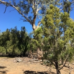 Exocarpos cupressiformis (Cherry Ballart) at Mount Ainslie - 27 Mar 2019 by jb2602