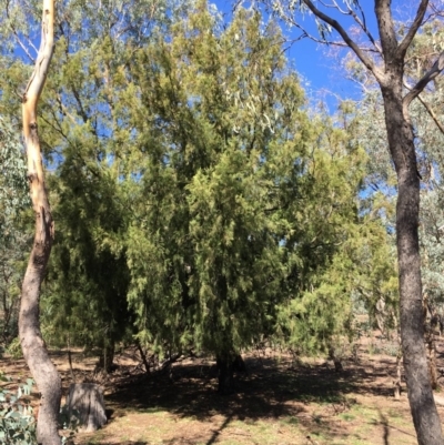 Exocarpos cupressiformis (Cherry Ballart) at Mount Ainslie - 27 Mar 2019 by jb2602