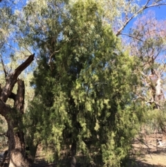 Exocarpos cupressiformis (Cherry Ballart) at Mount Ainslie - 27 Mar 2019 by jb2602