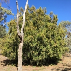 Exocarpos cupressiformis (Cherry Ballart) at Ainslie, ACT - 27 Mar 2019 by jbromilow50