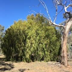 Exocarpos cupressiformis (Cherry Ballart) at Ainslie, ACT - 27 Mar 2019 by jbromilow50