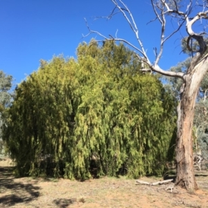 Exocarpos cupressiformis at Ainslie, ACT - 27 Mar 2019