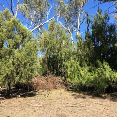 Exocarpos cupressiformis (Cherry Ballart) at Mount Ainslie - 27 Mar 2019 by jb2602