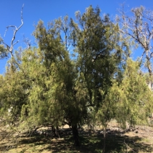 Exocarpos cupressiformis at Ainslie, ACT - 27 Mar 2019 02:45 PM