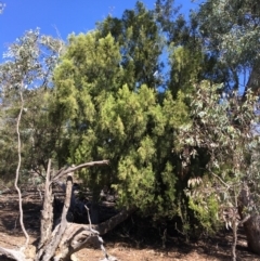 Exocarpos cupressiformis (Cherry Ballart) at Mount Ainslie - 27 Mar 2019 by jb2602