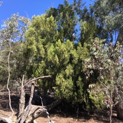 Exocarpos cupressiformis (Cherry Ballart) at Ainslie, ACT - 27 Mar 2019 by jbromilow50