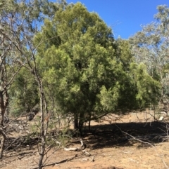 Exocarpos cupressiformis (Cherry Ballart) at Ainslie, ACT - 27 Mar 2019 by jbromilow50