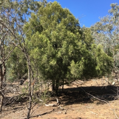 Exocarpos cupressiformis (Cherry Ballart) at Ainslie, ACT - 27 Mar 2019 by jb2602