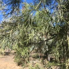 Exocarpos cupressiformis at Ainslie, ACT - 27 Mar 2019