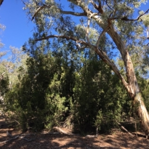 Exocarpos cupressiformis at Ainslie, ACT - 27 Mar 2019 02:37 PM