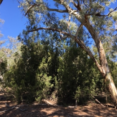 Exocarpos cupressiformis (Cherry Ballart) at Mount Ainslie - 27 Mar 2019 by jb2602