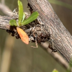 Papyrius nitidus (Shining Coconut Ant) at The Pinnacle - 27 Mar 2019 by JohnBrannan