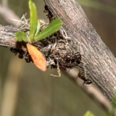 Papyrius nitidus (Shining Coconut Ant) at The Pinnacle - 27 Mar 2019 by JohnBB