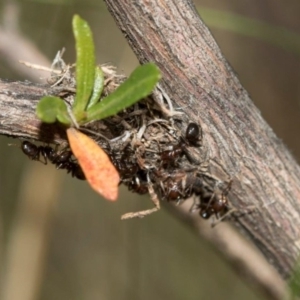 Papyrius nitidus at Dunlop, ACT - suppressed