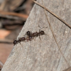 Papyrius nitidus at Dunlop, ACT - suppressed