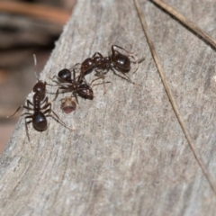 Papyrius nitidus at Dunlop, ACT - suppressed