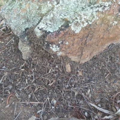 Papyrius nitidus (Shining Coconut Ant) at Symonston, ACT - 27 Mar 2019 by Mike