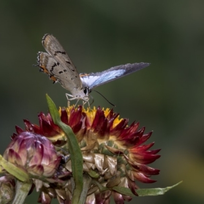 Jalmenus evagoras (Imperial Hairstreak) at Acton, ACT - 21 Feb 2019 by AlisonMilton