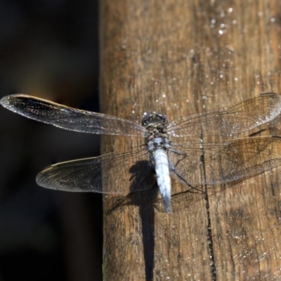 Orthetrum caledonicum (Blue Skimmer) at Acton, ACT - 21 Feb 2019 by AlisonMilton