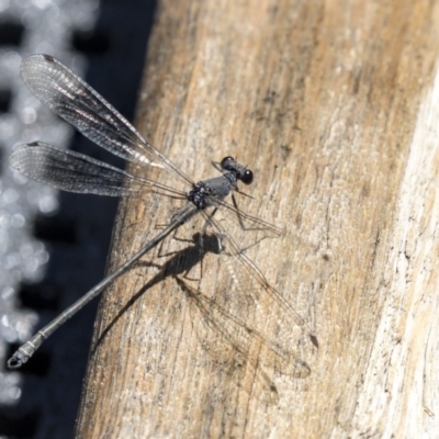 Austroargiolestes icteromelas (Common Flatwing) at Acton, ACT - 21 Feb 2019 by AlisonMilton