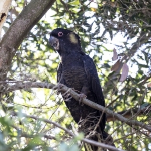 Zanda funerea at Acton, ACT - 21 Feb 2019 02:37 PM