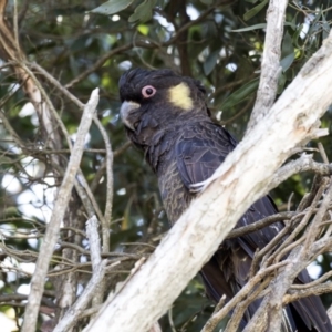 Zanda funerea at Acton, ACT - 21 Feb 2019 02:37 PM