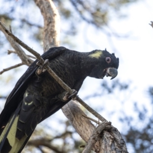 Zanda funerea at Acton, ACT - 21 Feb 2019 02:37 PM