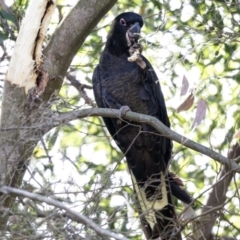 Zanda funerea at Acton, ACT - 21 Feb 2019 02:37 PM